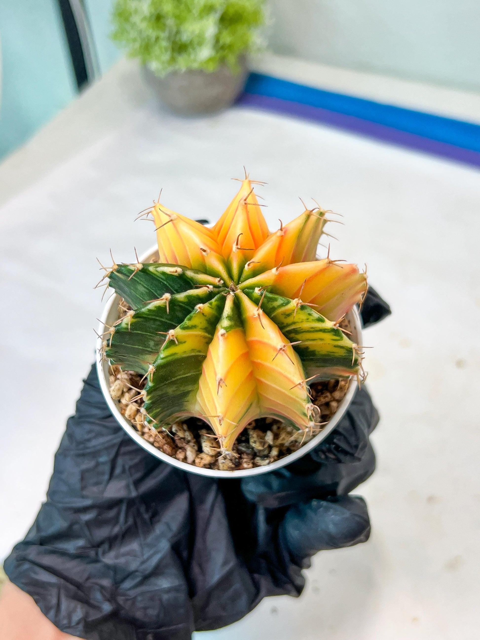 Gymnocalycium Mihanovichii Var (g1) (p1) | variegated cactus