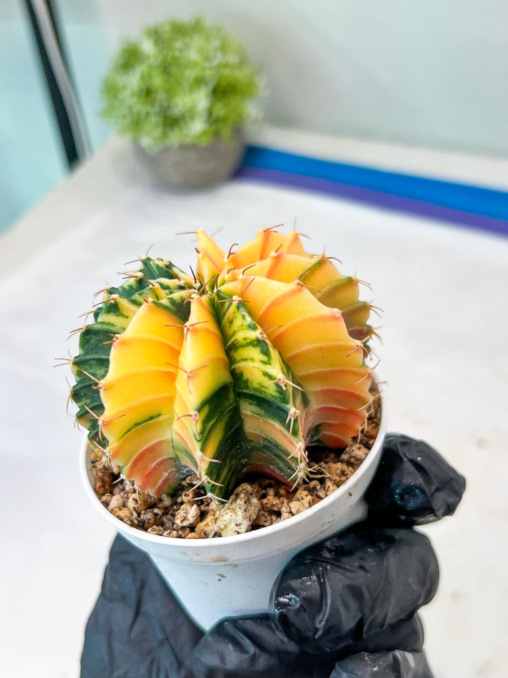 Gymnocalycium Mihanovichii Var (g1) (p1) | variegated cactus