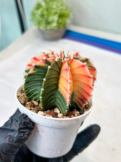 Gymnocalycium Mihanovichii Var (g1) (p2) | variegated cactus