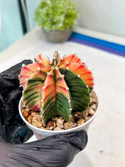 Gymnocalycium Mihanovichii Var (g1) (p2) | variegated cactus