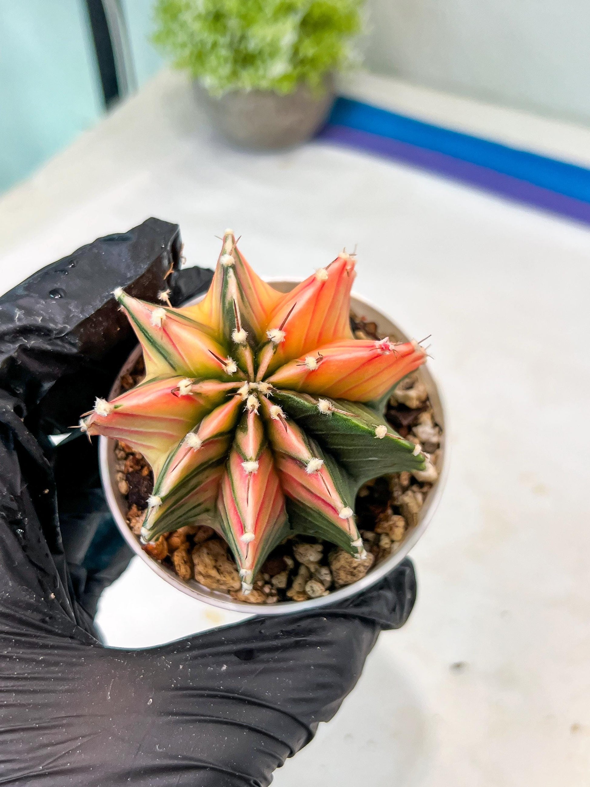 Gymnocalycium Mihanovichii Var (g1) (p2) | variegated cactus