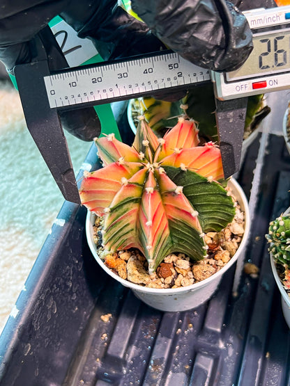 Gymnocalycium Mihanovichii Var (g1) (p2) | variegated cactus
