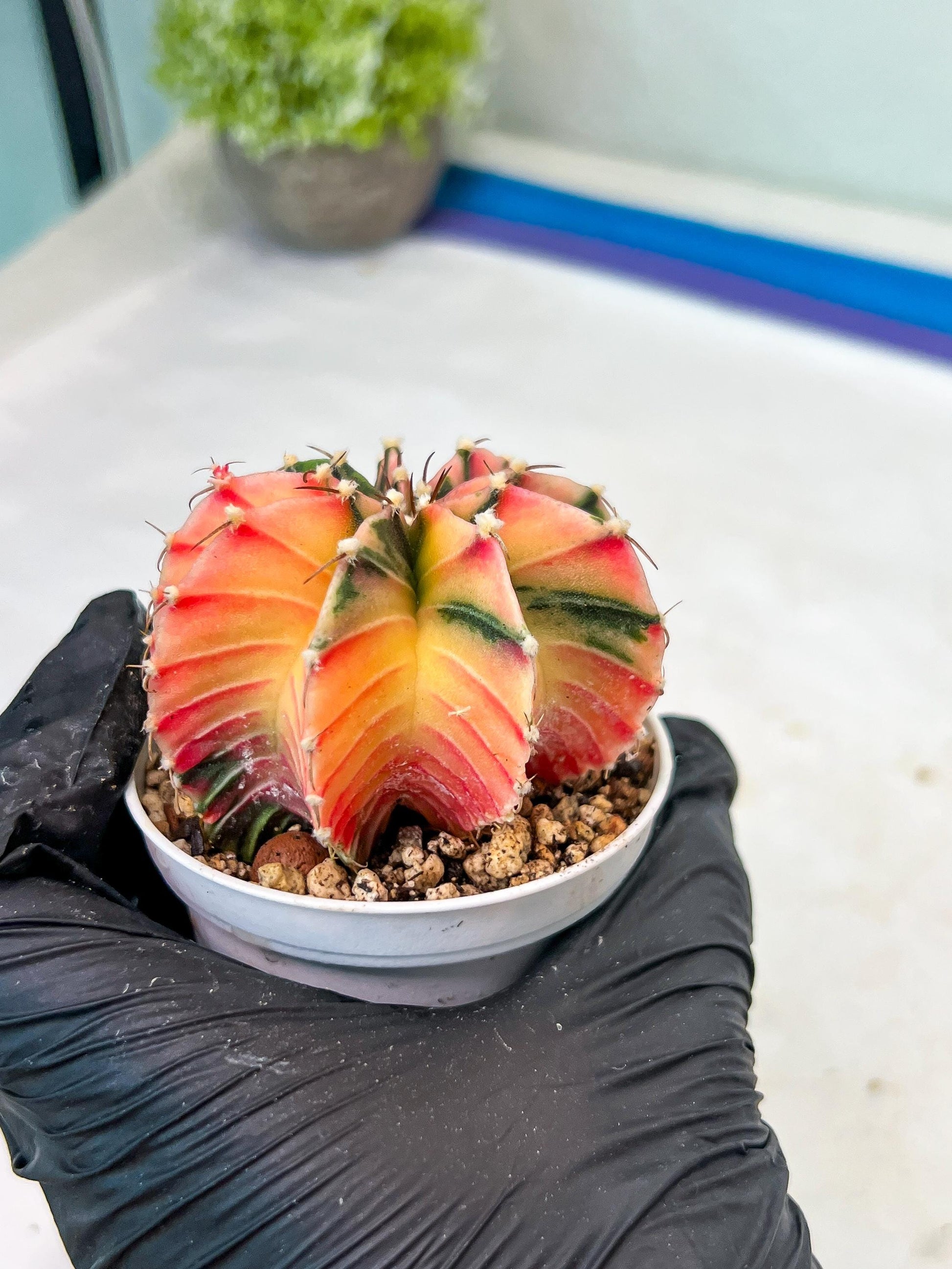 Gymnocalycium Mihanovichii Var (g1) (p2) | variegated cactus
