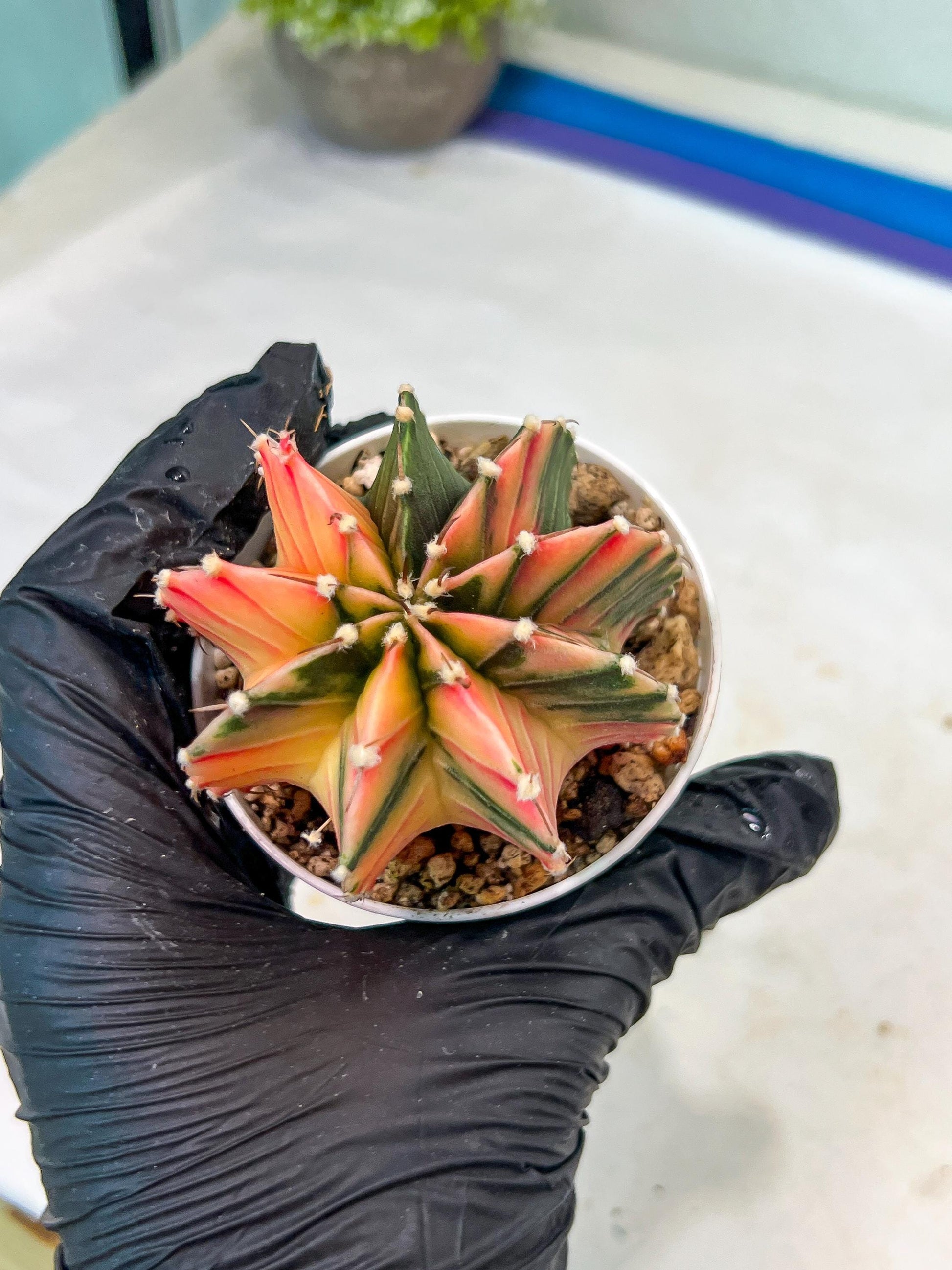 Gymnocalycium Mihanovichii Var (g1) (p2) | variegated cactus