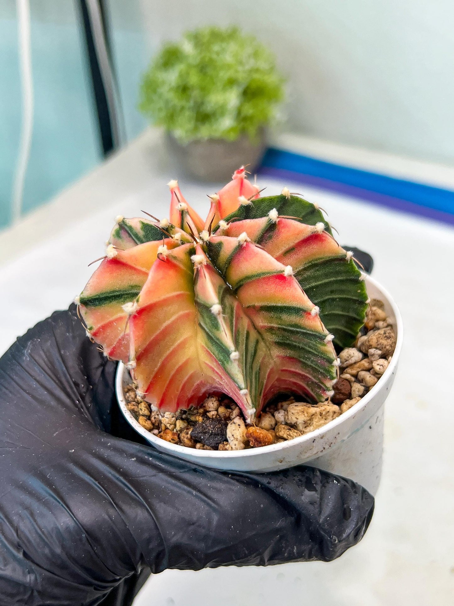 Gymnocalycium Mihanovichii Var (g1) (p2) | variegated cactus