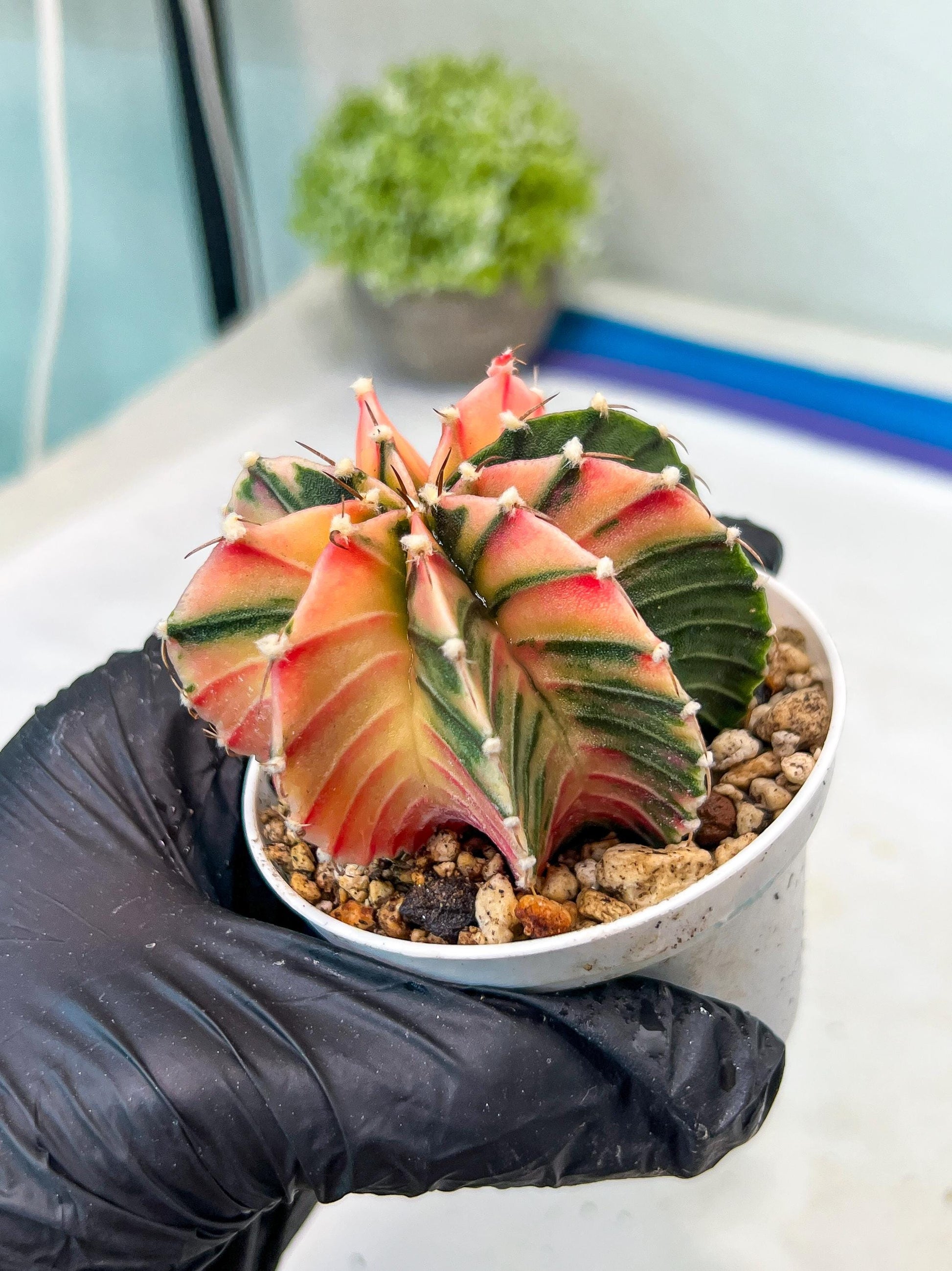 Gymnocalycium Mihanovichii Var (g1) (p2) | variegated cactus