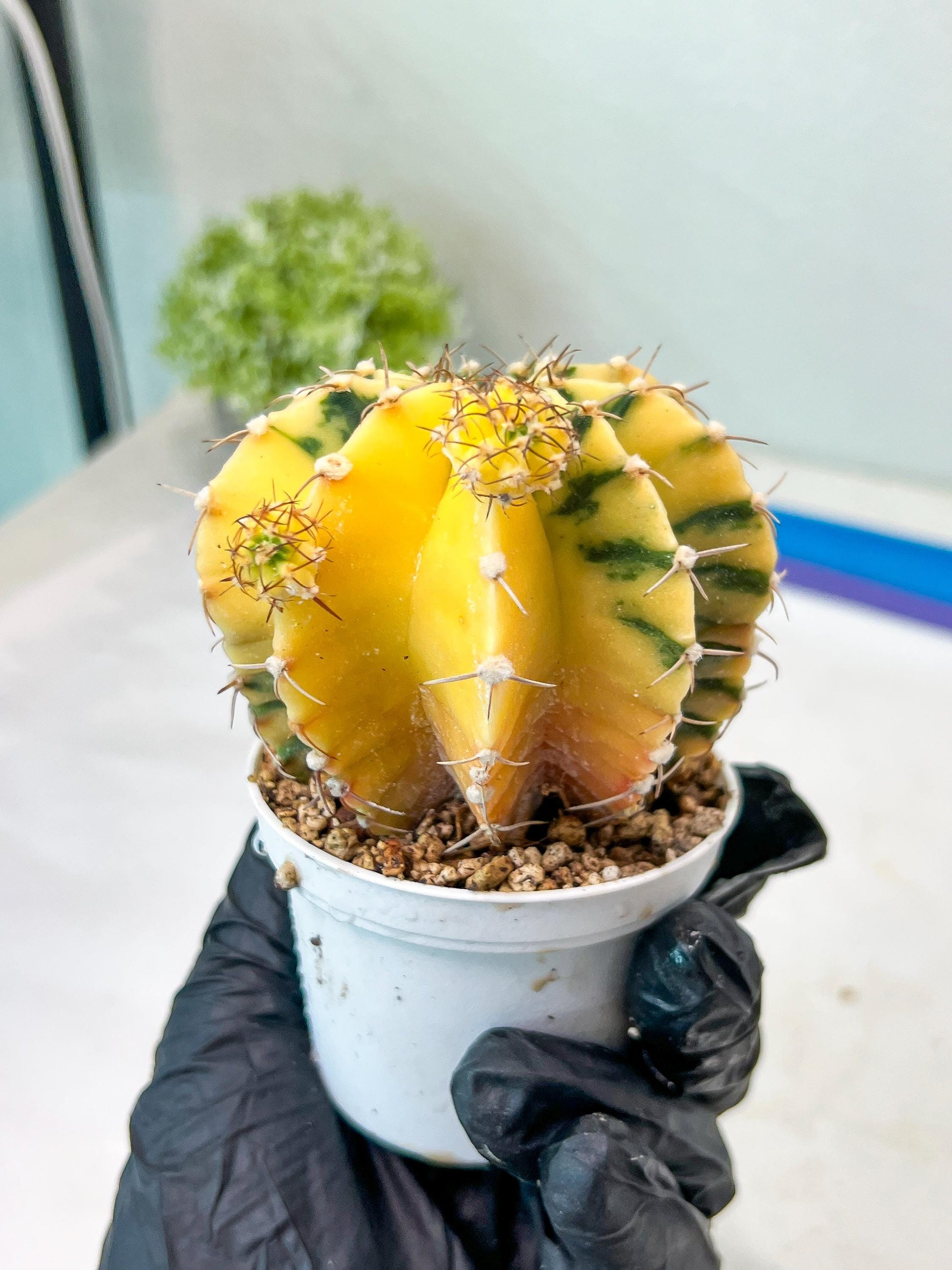 Gymnocalycium Mihanovichii Var (g1) (p3) | variegated cactus