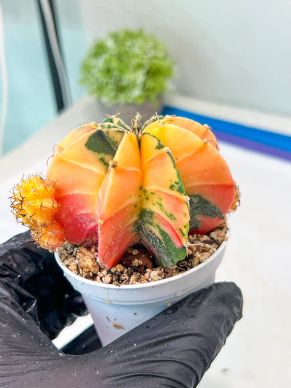 Gymnocalycium Mihanovichii Var (g1) (p4) | variegated cactus