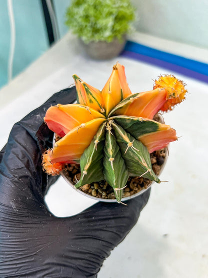 Gymnocalycium Mihanovichii Var (g1) (p4) | variegated cactus