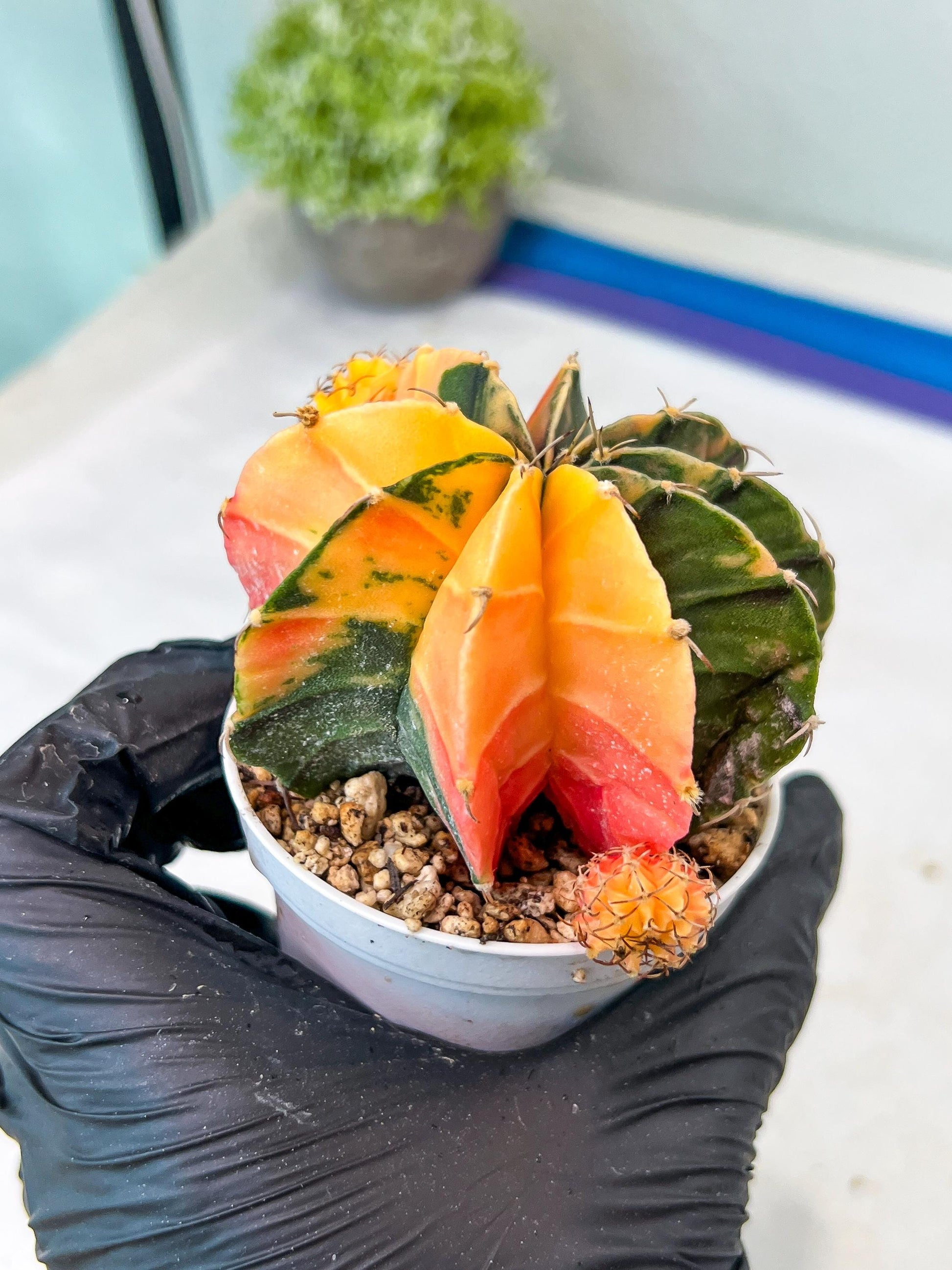 Gymnocalycium Mihanovichii Var (g1) (p4) | variegated cactus