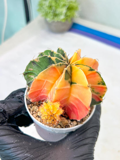 Gymnocalycium Mihanovichii Var (g1) (p4) | variegated cactus