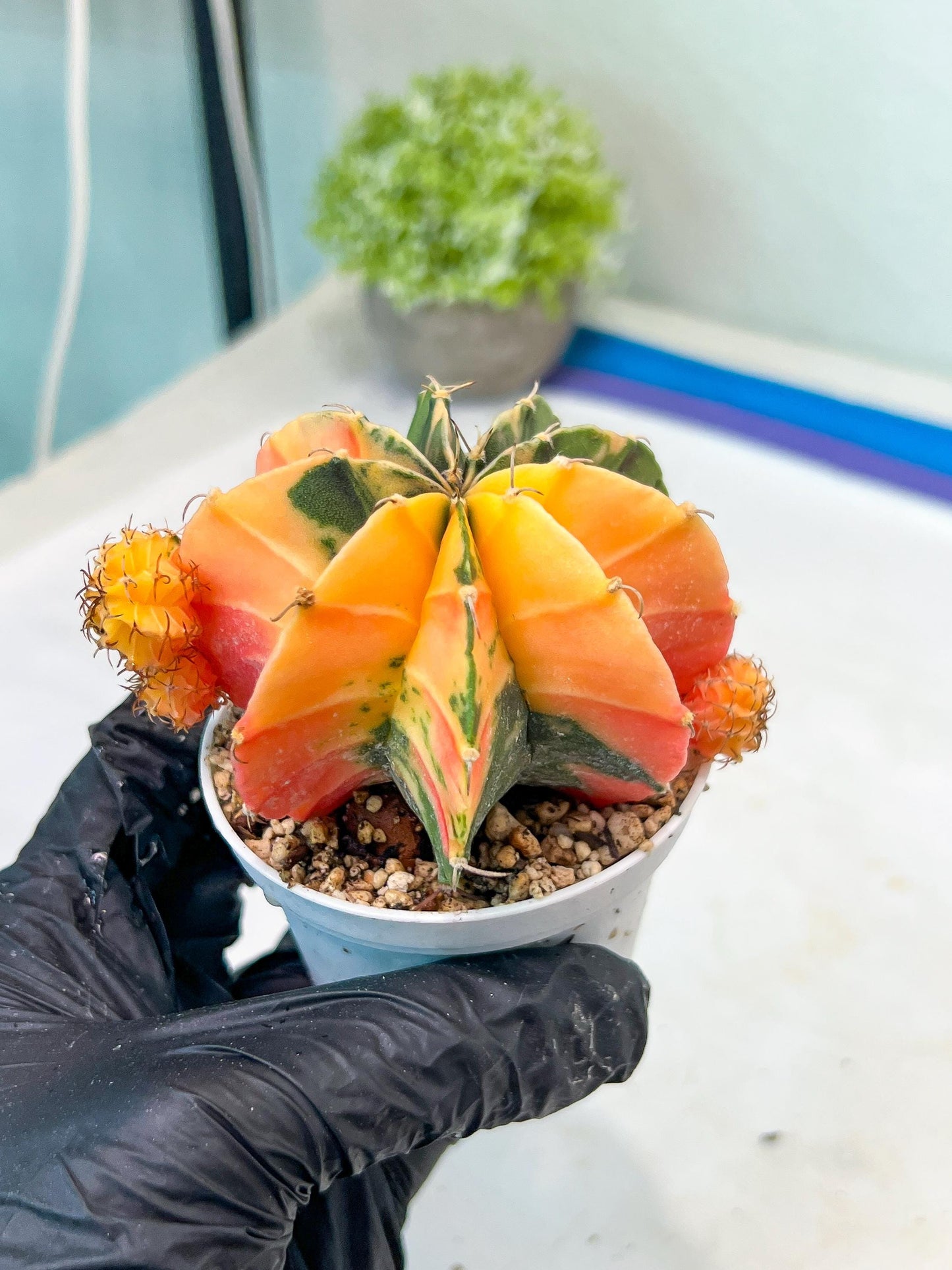 Gymnocalycium Mihanovichii Var (g1) (p4) | variegated cactus