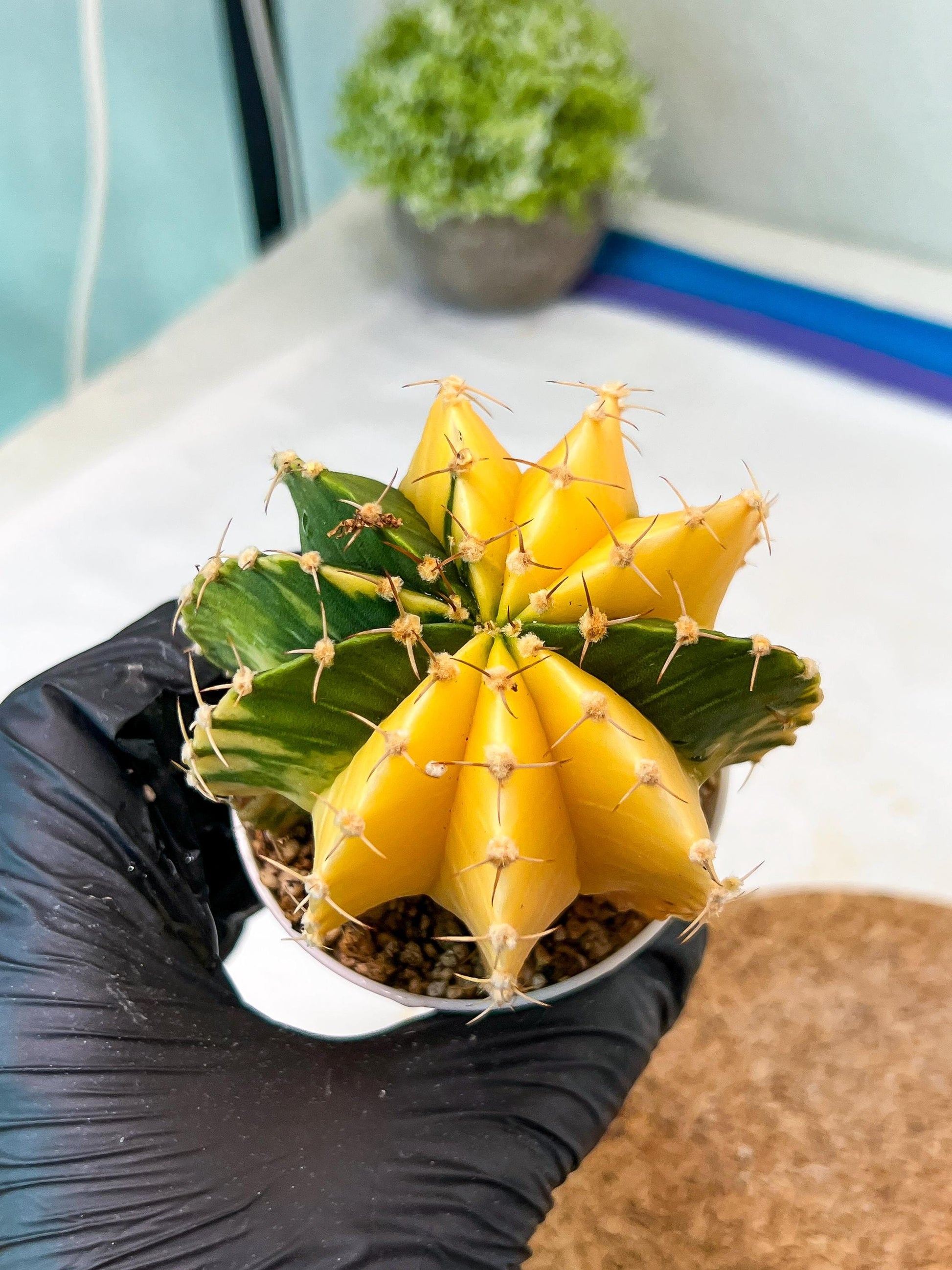 Gymnocalycium Mihanovichii Var (g1) (p6) | variegated cactus