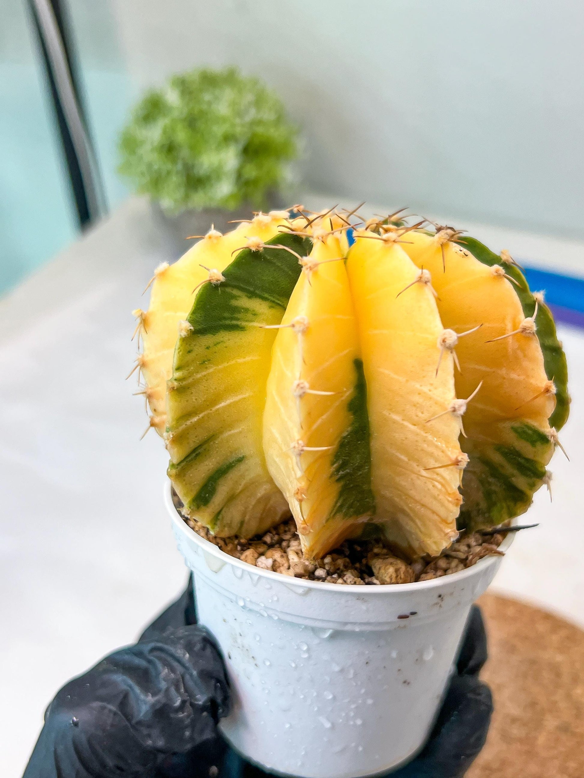 Gymnocalycium Mihanovichii Var (g1) (p6) | variegated cactus