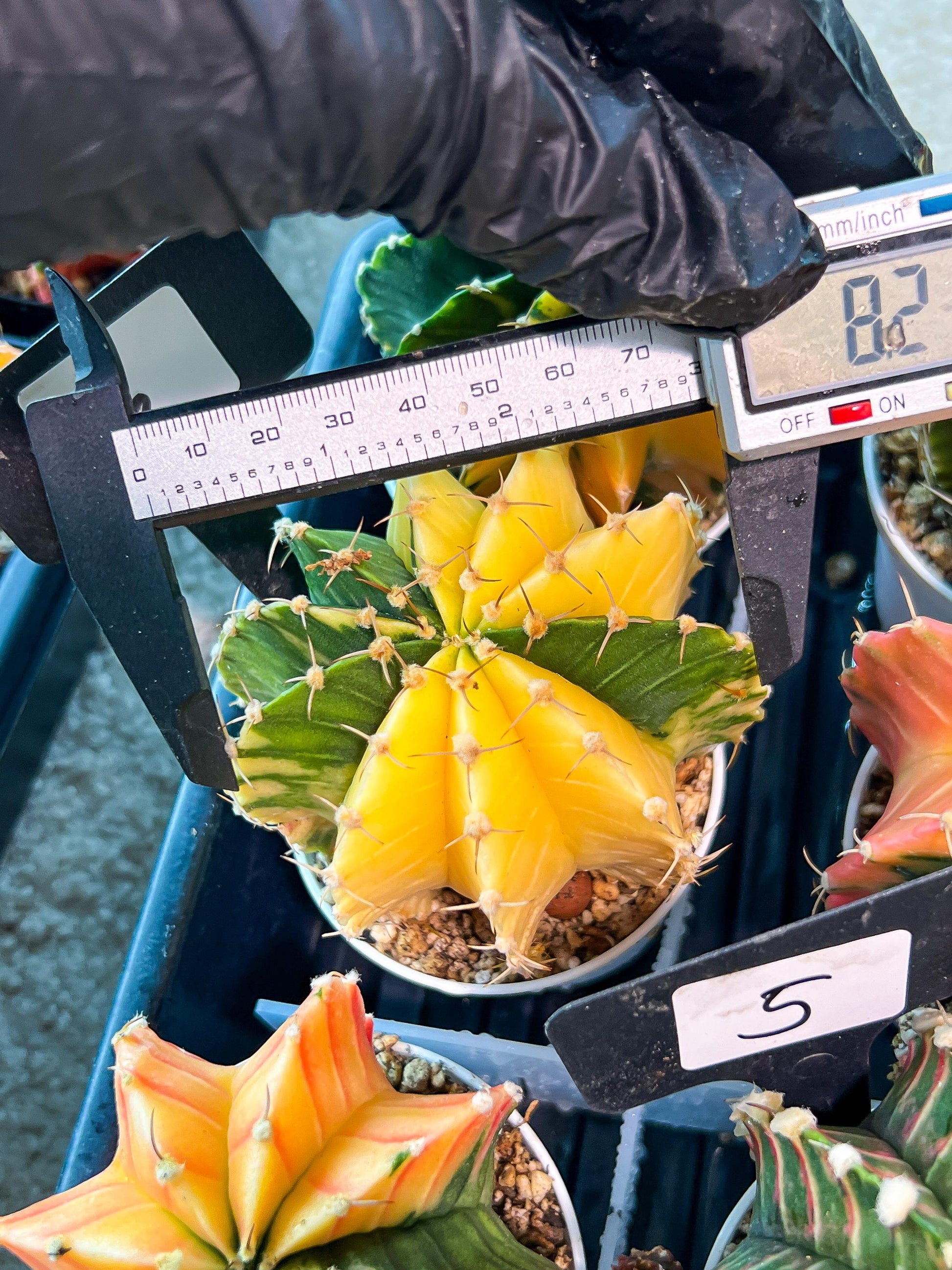 Gymnocalycium Mihanovichii Var (g1) (p6) | variegated cactus