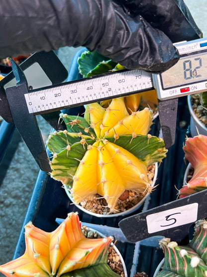 Gymnocalycium Mihanovichii Var (g1) (p6) | variegated cactus