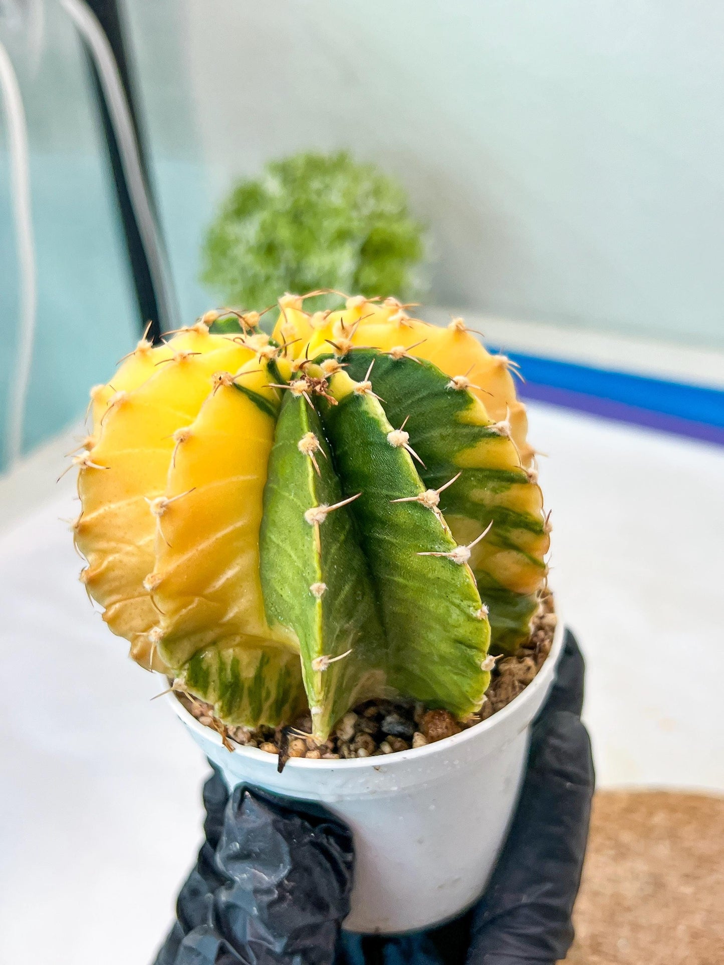 Gymnocalycium Mihanovichii Var (g1) (p6) | variegated cactus