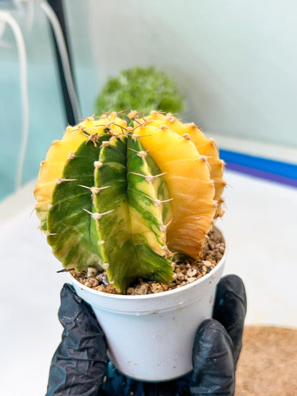 Gymnocalycium Mihanovichii Var (g1) (p6) | variegated cactus