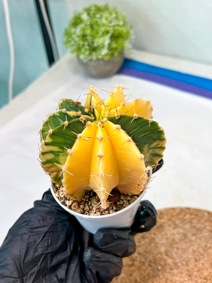 Gymnocalycium Mihanovichii Var (g1) (p6) | variegated cactus