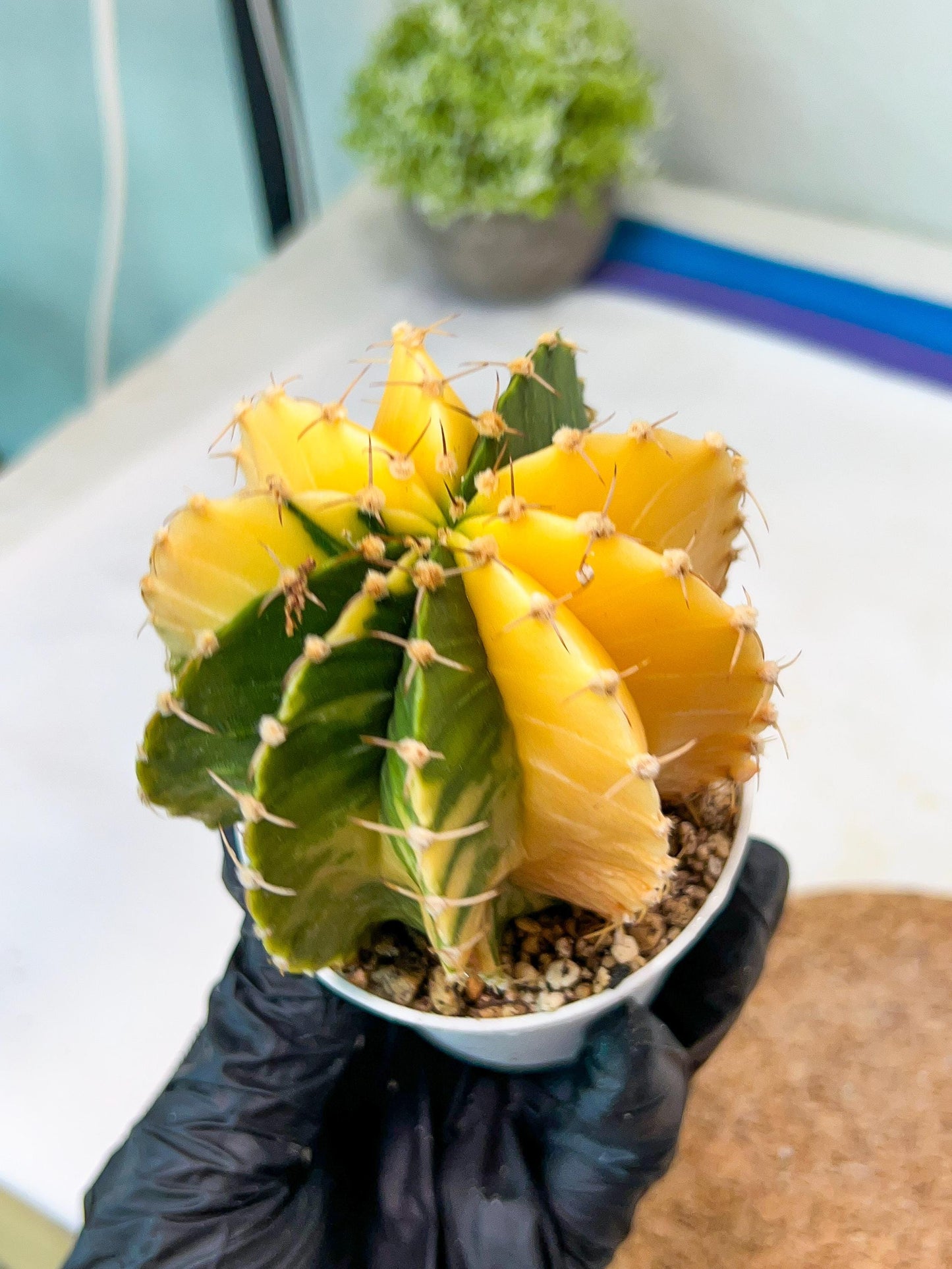 Gymnocalycium Mihanovichii Var (g1) (p6) | variegated cactus