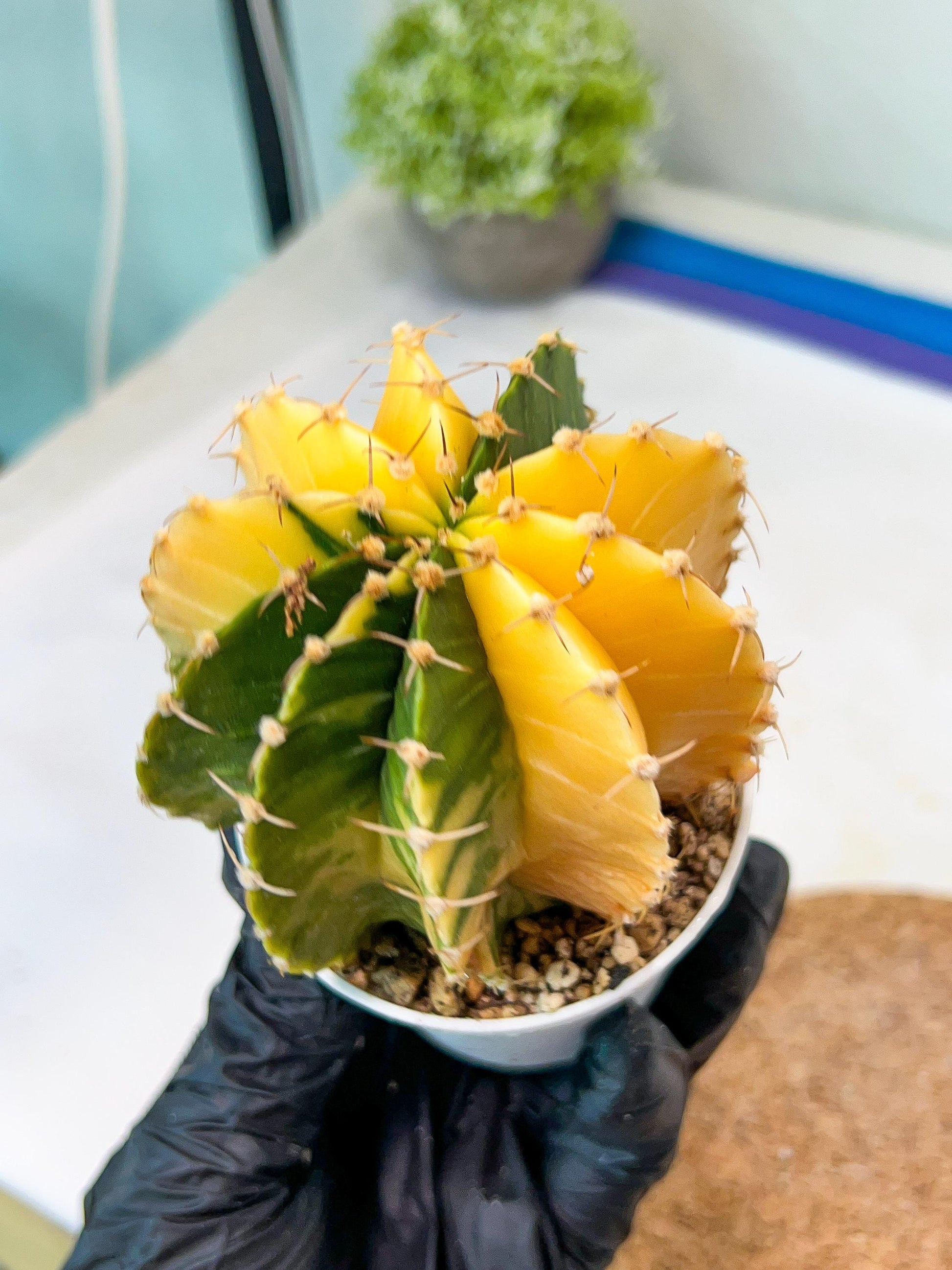 Gymnocalycium Mihanovichii Var (g1) (p6) | variegated cactus