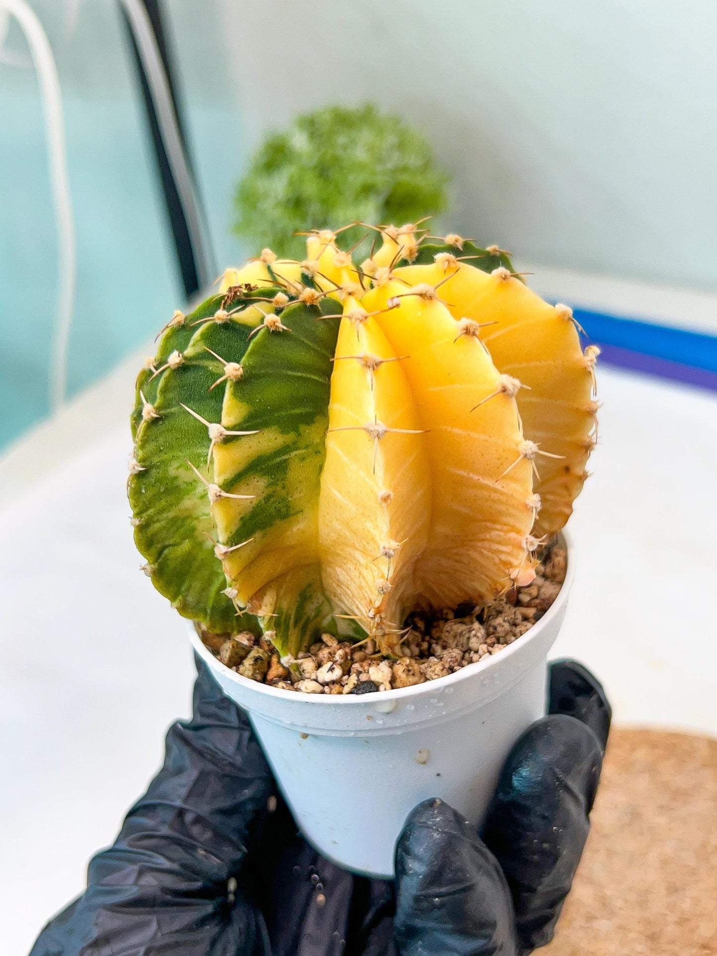 Gymnocalycium Mihanovichii Var (g1) (p6) | variegated cactus