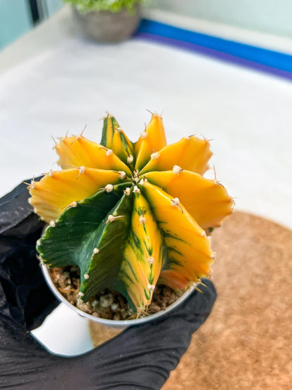 Gymnocalycium Mihanovichii Var (g1) (p7) | variegated cactus