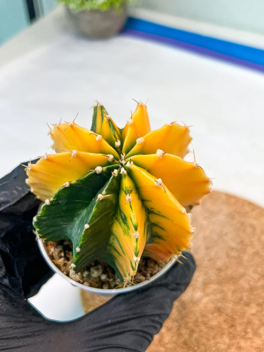 Gymnocalycium Mihanovichii Var (g1) (p7) | variegated cactus