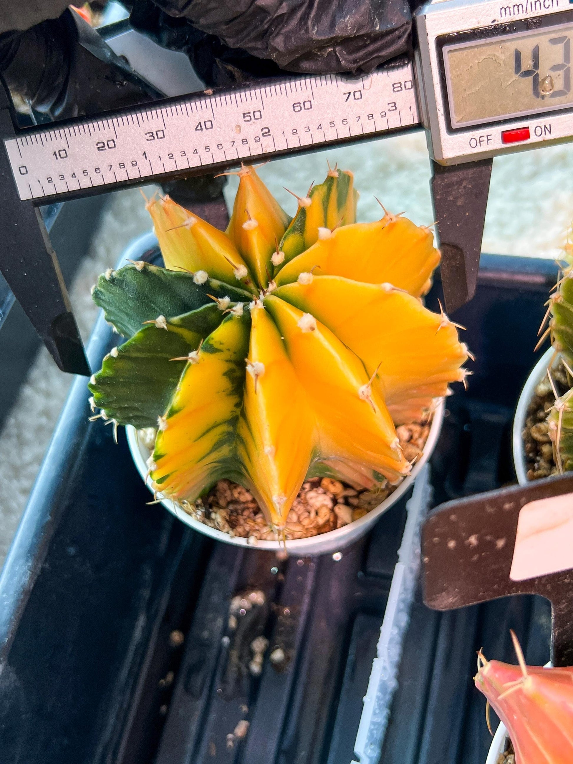 Gymnocalycium Mihanovichii Var (g1) (p7) | variegated cactus