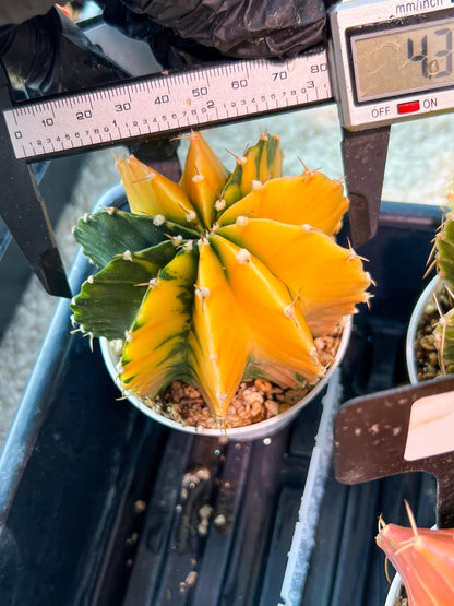 Gymnocalycium Mihanovichii Var (g1) (p7) | variegated cactus