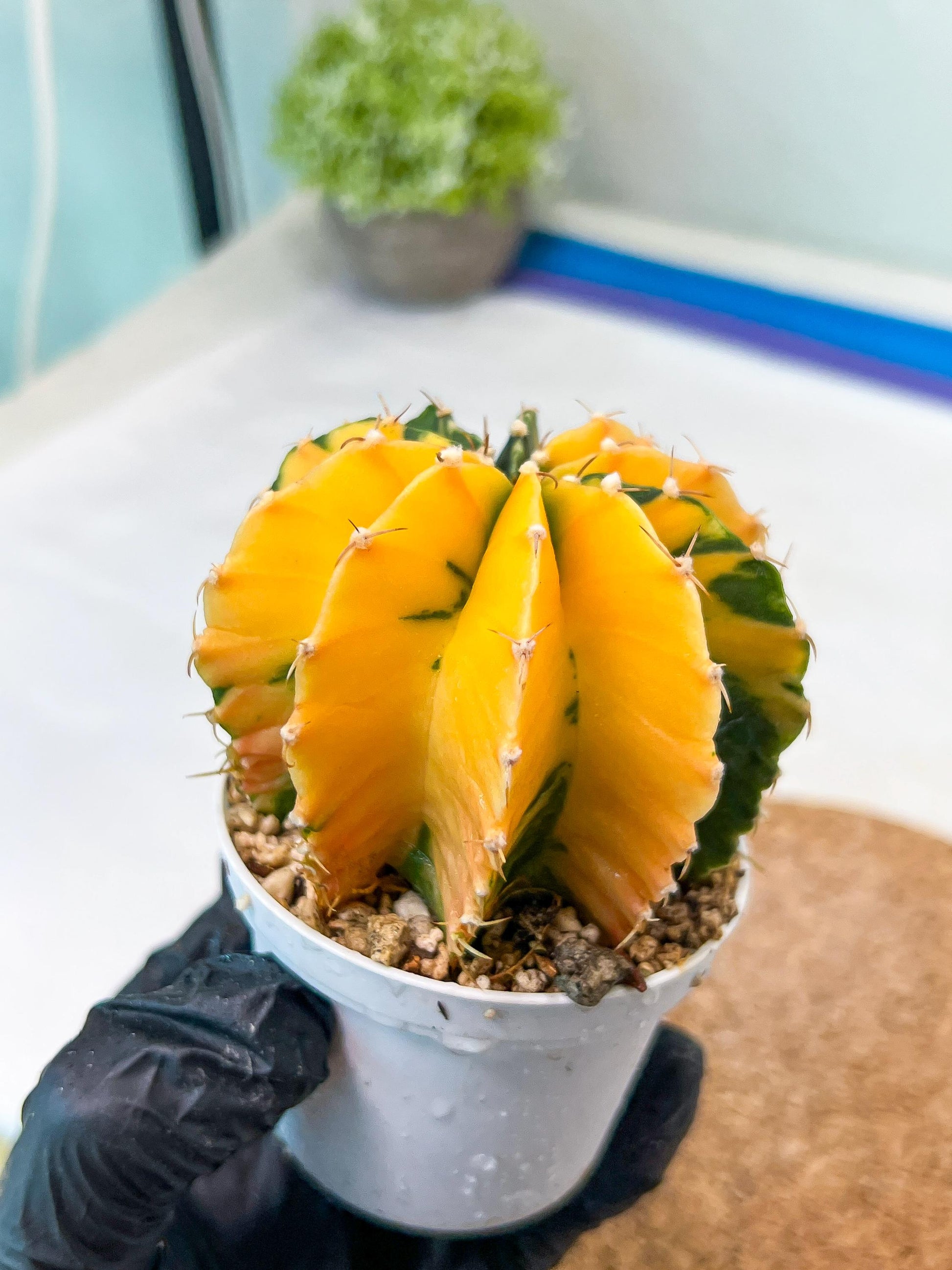 Gymnocalycium Mihanovichii Var (g1) (p7) | variegated cactus