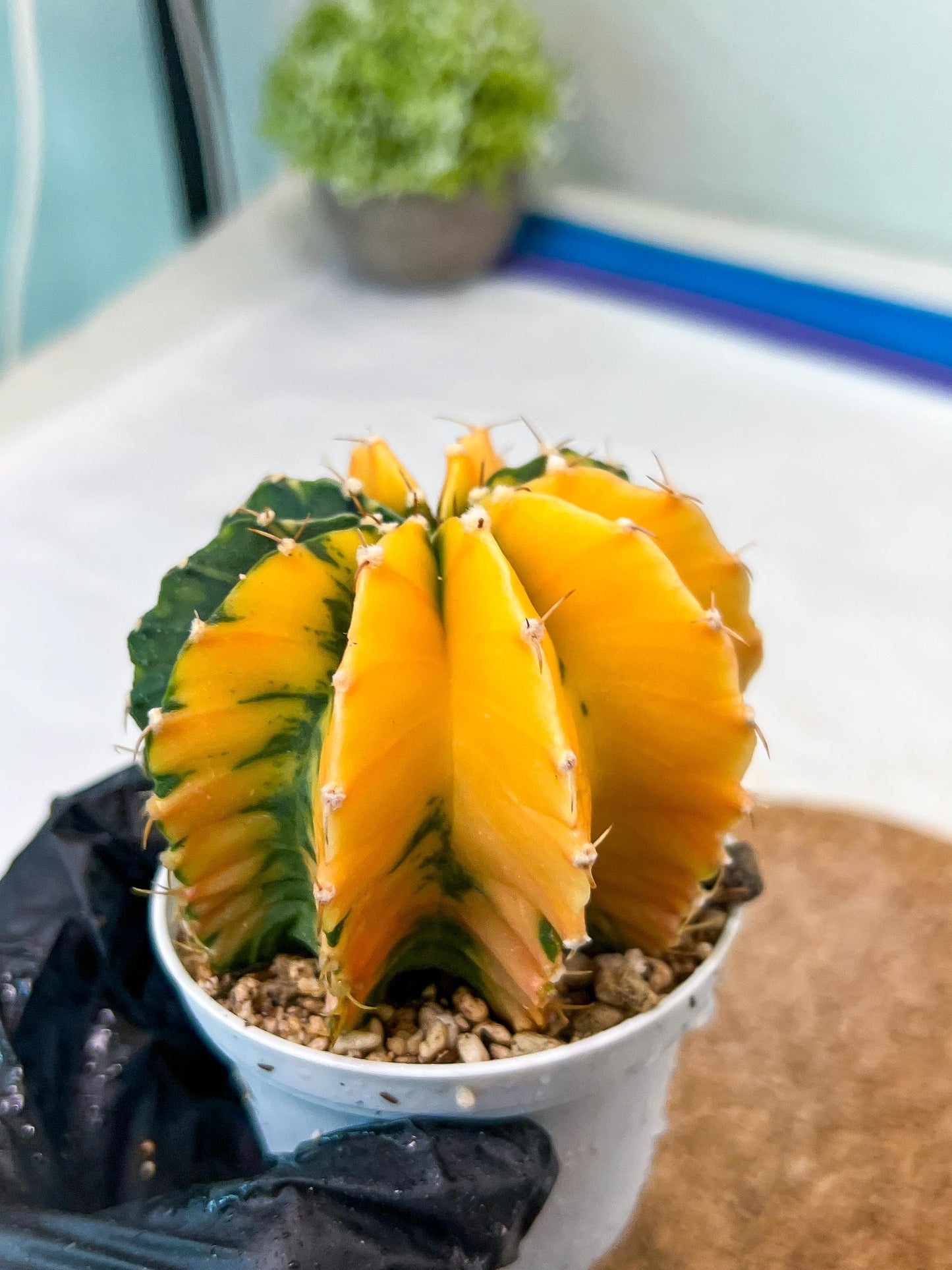 Gymnocalycium Mihanovichii Var (g1) (p7) | variegated cactus