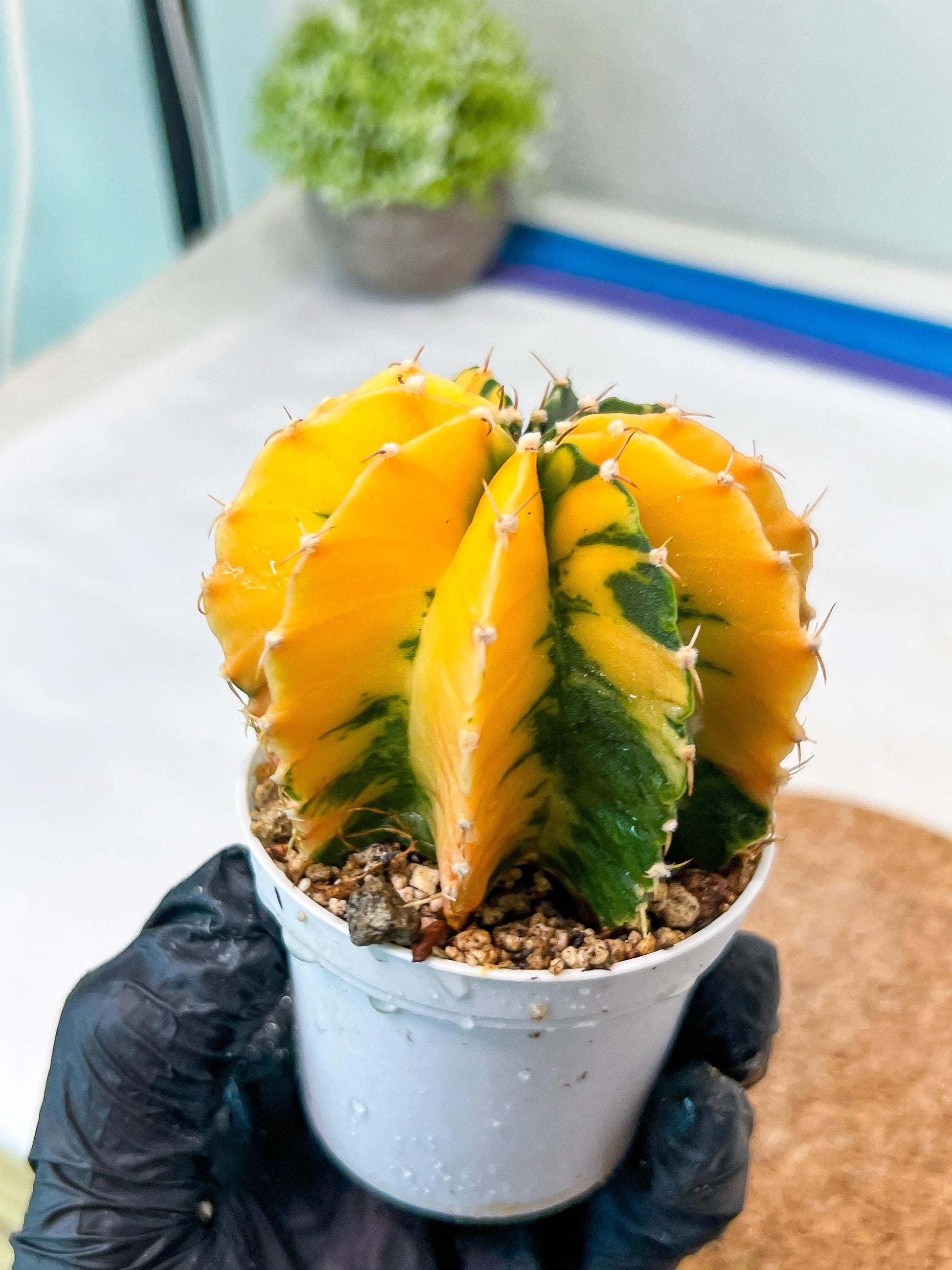 Gymnocalycium Mihanovichii Var (g1) (p7) | variegated cactus