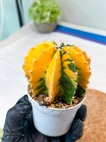 Gymnocalycium Mihanovichii Var (g1) (p7) | variegated cactus