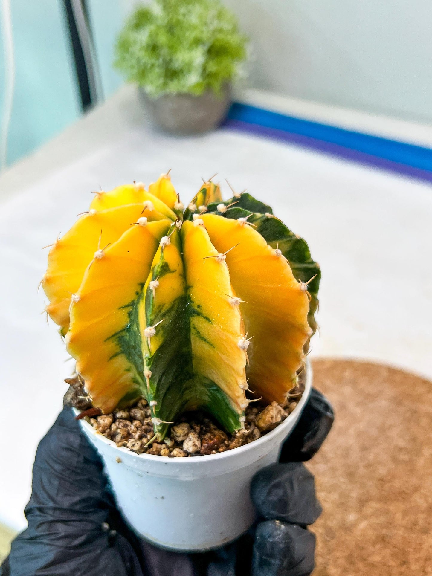 Gymnocalycium Mihanovichii Var (g1) (p7) | variegated cactus