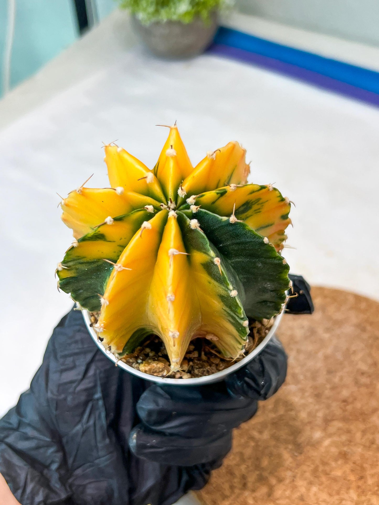 Gymnocalycium Mihanovichii Var (g1) (p7) | variegated cactus