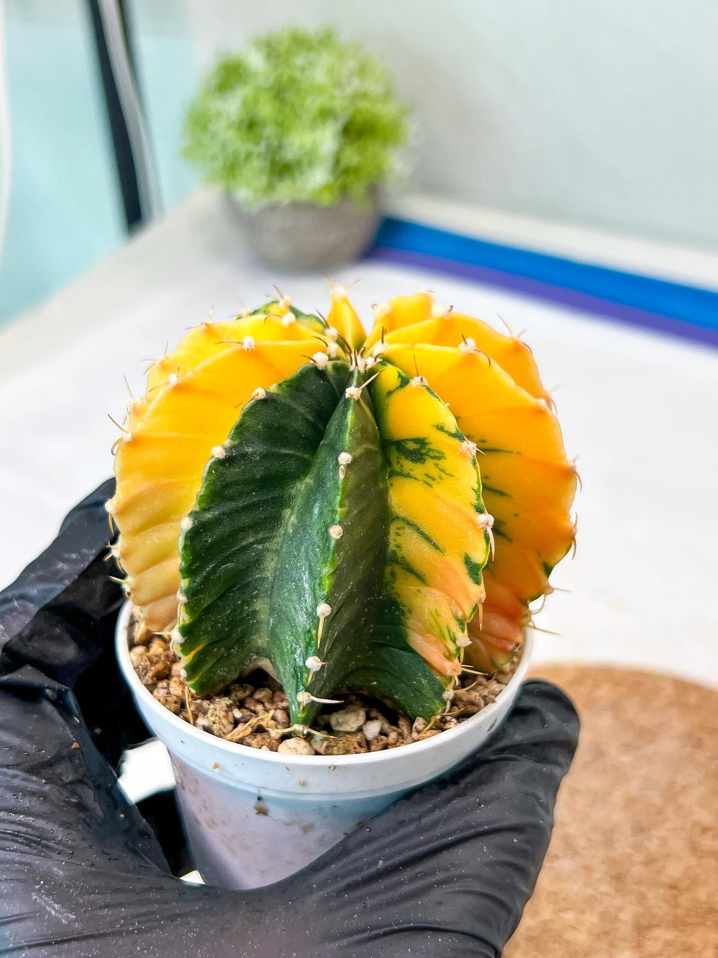 Gymnocalycium Mihanovichii Var (g1) (p7) | variegated cactus