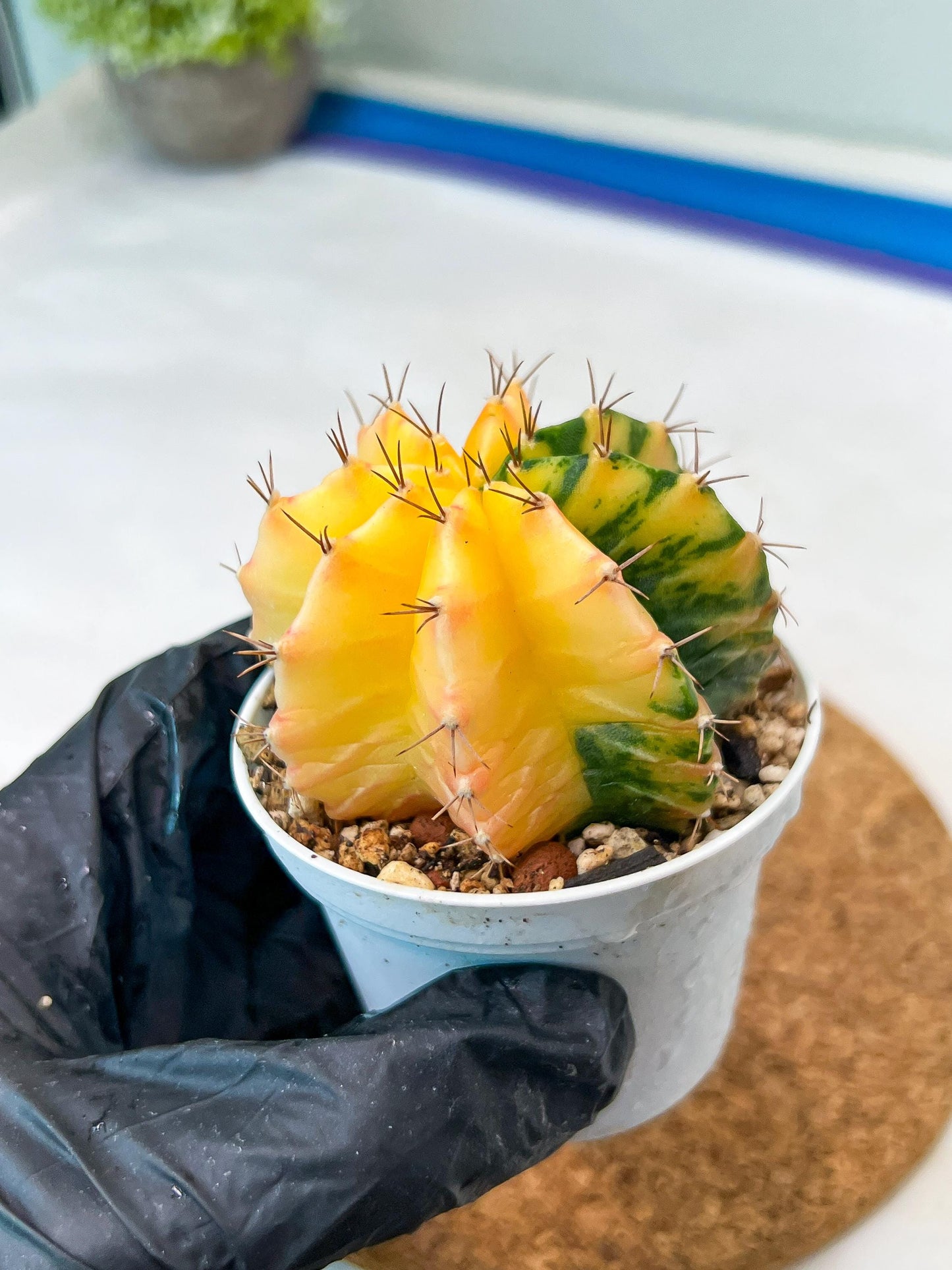 Gymnocalycium Mihanovichii Var (g3) (r1) | variegated cactus