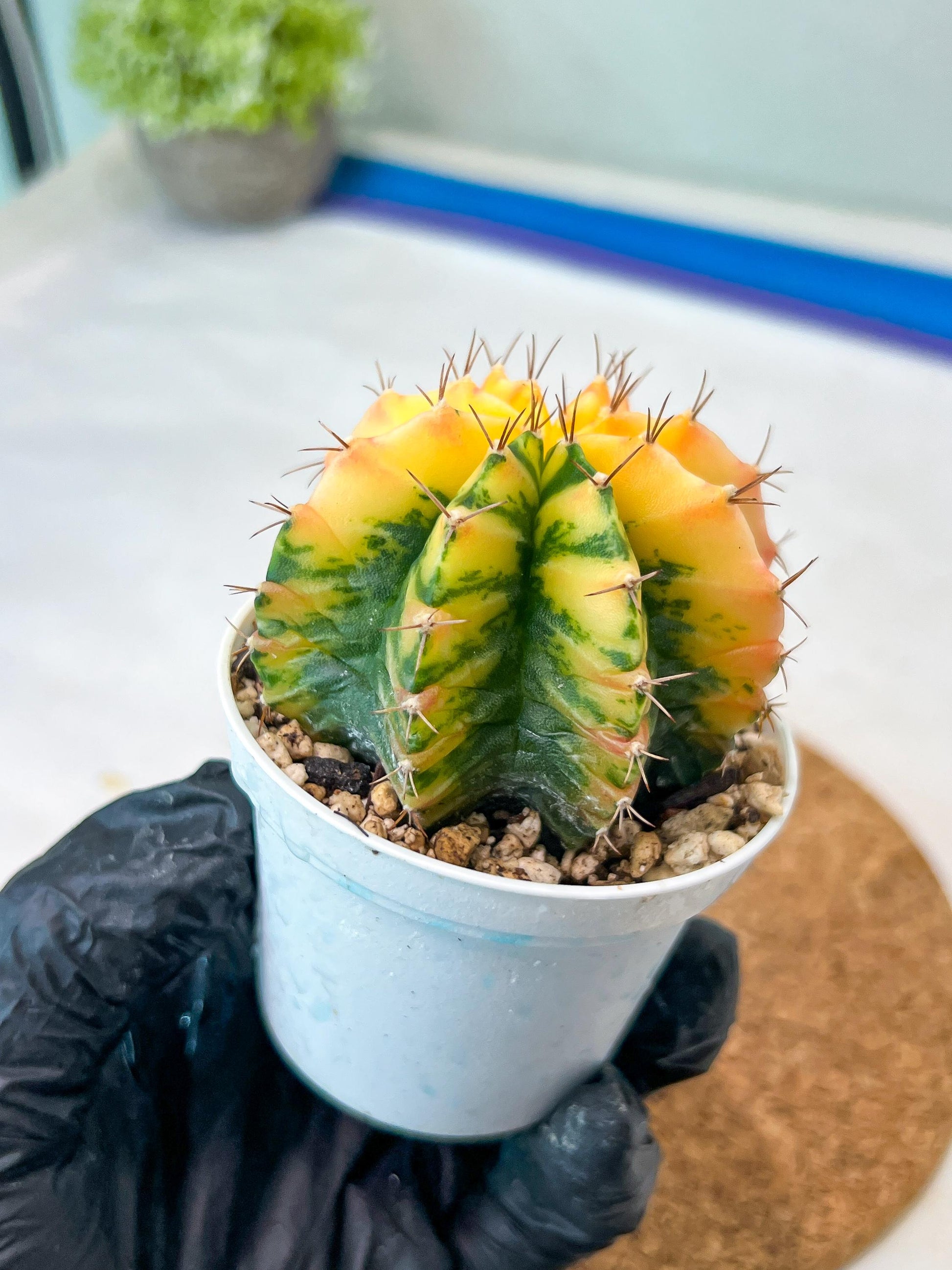 Gymnocalycium Mihanovichii Var (g3) (r1) | variegated cactus