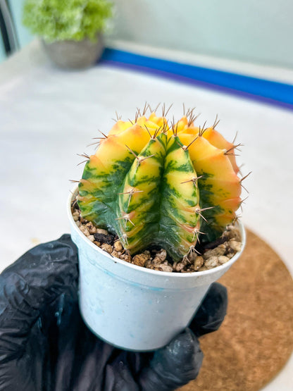 Gymnocalycium Mihanovichii Var (g3) (r1) | variegated cactus