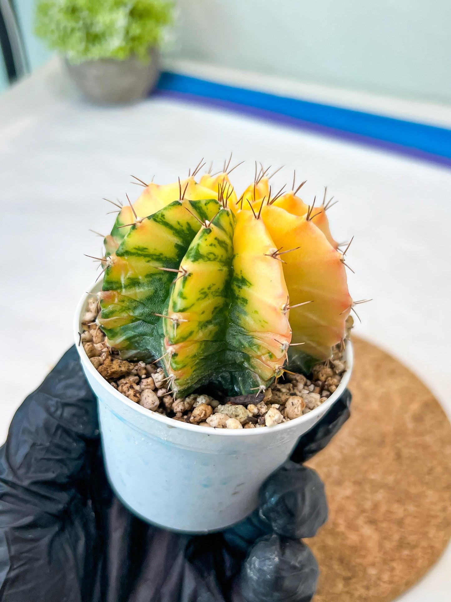 Gymnocalycium Mihanovichii Var (g3) (r1) | variegated cactus