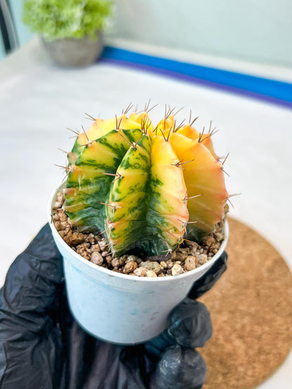 Gymnocalycium Mihanovichii Var (g3) (r1) | variegated cactus