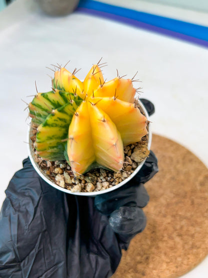 Gymnocalycium Mihanovichii Var (g3) (r1) | variegated cactus