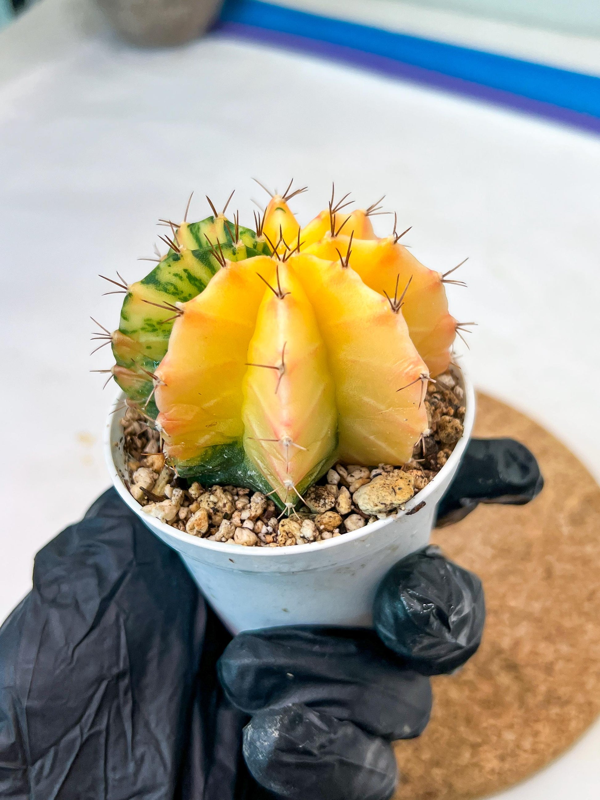 Gymnocalycium Mihanovichii Var (g3) (r1) | variegated cactus