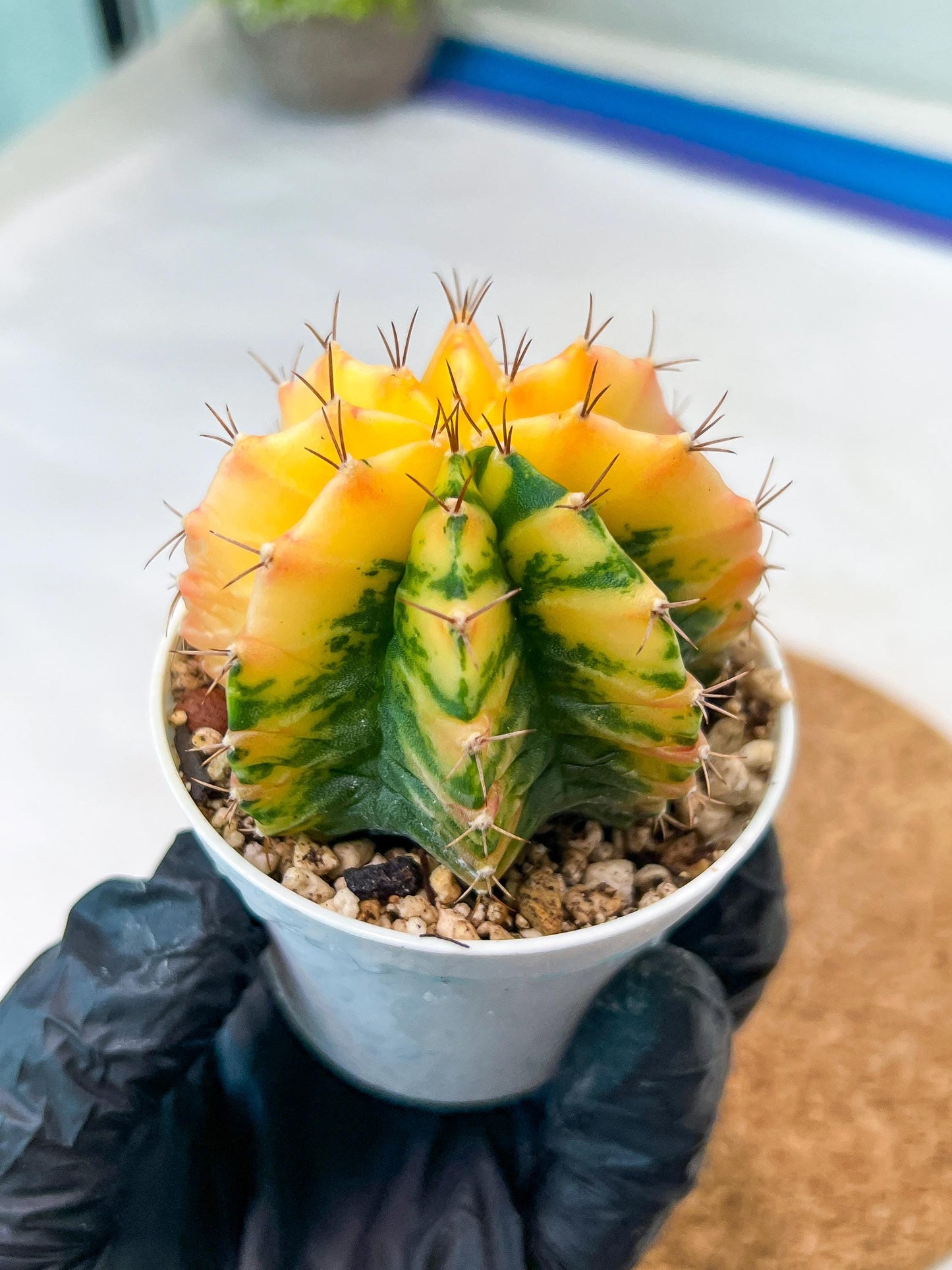 Gymnocalycium Mihanovichii Var (g3) (r1) | variegated cactus