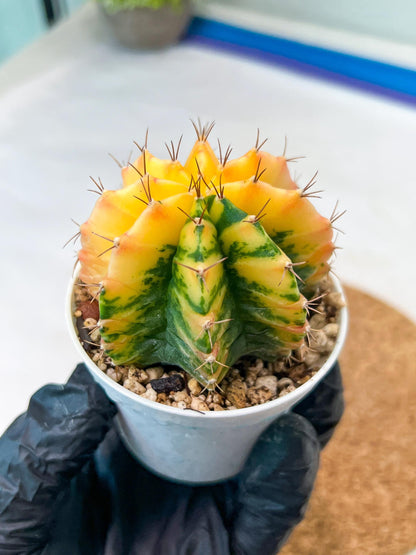 Gymnocalycium Mihanovichii Var (g3) (r1) | variegated cactus