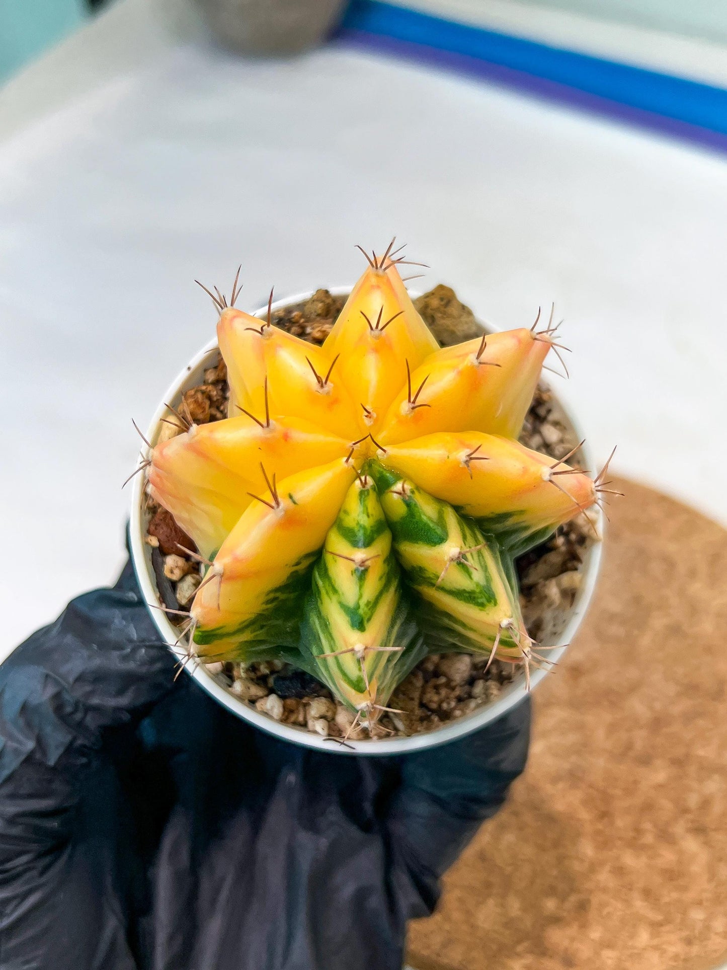 Gymnocalycium Mihanovichii Var (g3) (r1) | variegated cactus