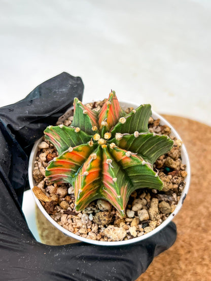 Gymnocalycium Mihanovichii Var (g3) (r2) | variegated cactus