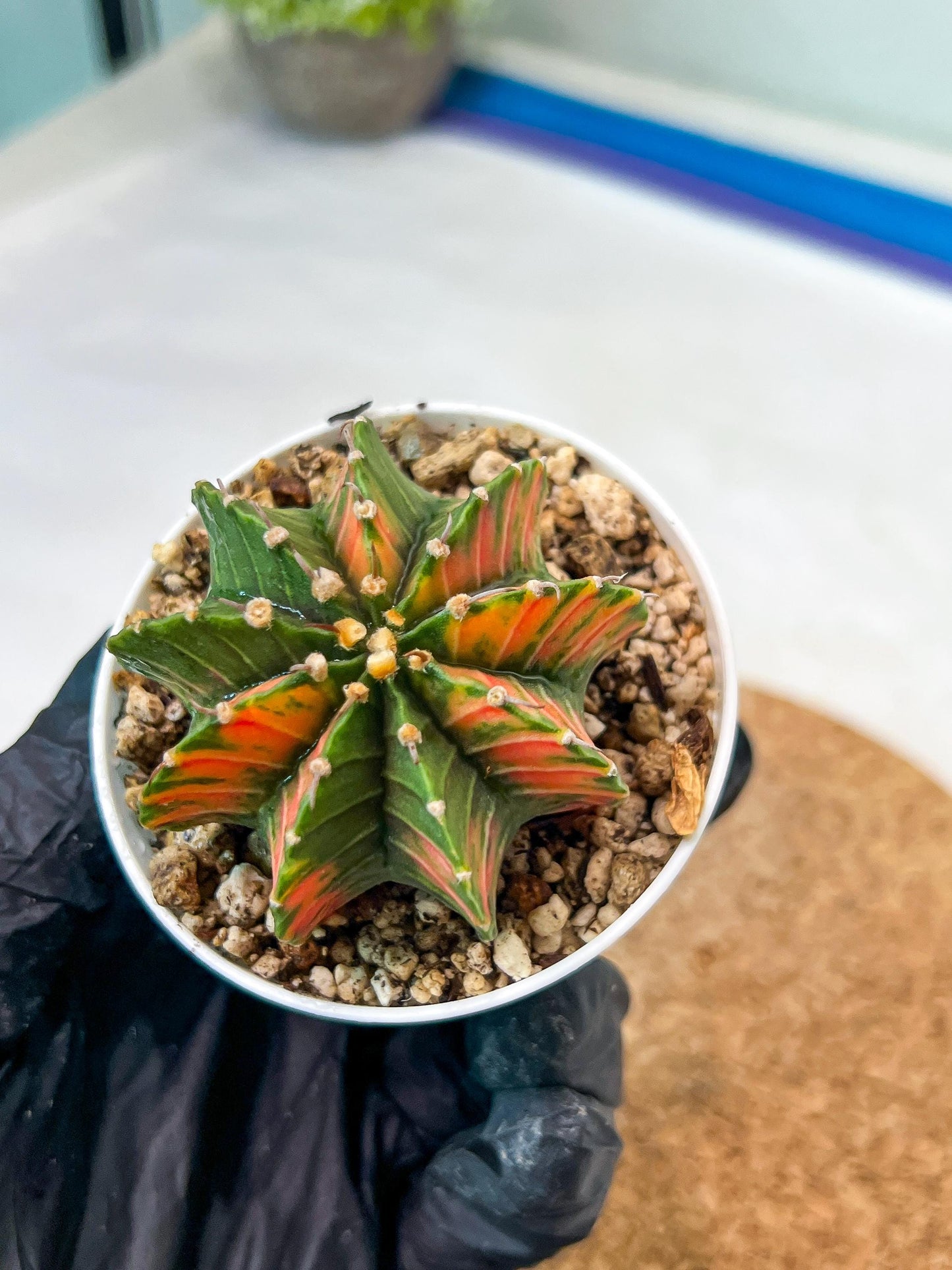 Gymnocalycium Mihanovichii Var (g3) (r2) | variegated cactus