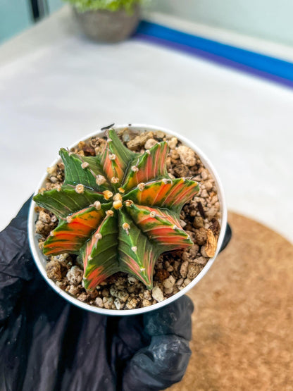 Gymnocalycium Mihanovichii Var (g3) (r2) | variegated cactus